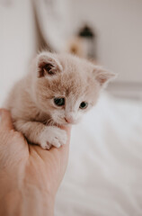 ginger kitten with the hand