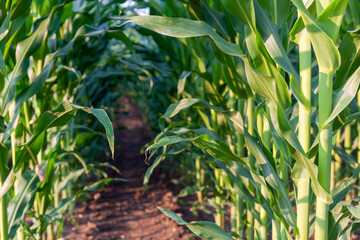 Green corn field closeup