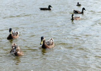 eastern europe with wild duck