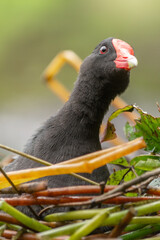 Common Gallinule on its nest.