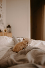 cute kitten sleeping on the owner's feet