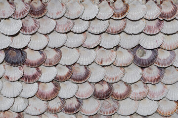 A background photograph composed by different shells.
