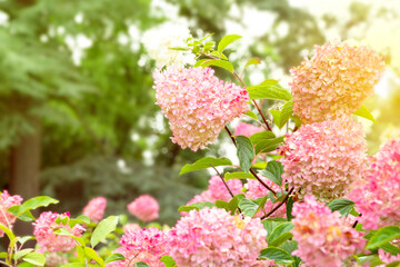 Blooming hydrangea. Selective focus. Pink flowering hortensia. Beautiful large hydrangea (macrophyllus) flower background