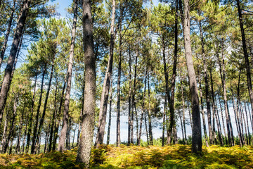 Fototapeta premium Magnificent landscape of a pine forest with a carpet of ferns