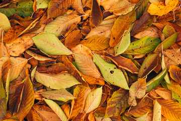 Autumn yellow leaves lie on the ground
