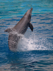 Fototapeta premium Closeup of dolphin (Tursiops truncatus) viewed of profile standing out of the water