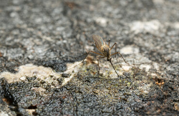 Mosquito feeding on sap on aspen tree, closeup photo