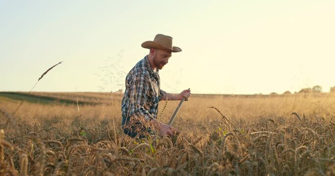 Full length view of the adult caucasian good looking man farmer in a hat looking at the field and mow the wheat. Agricultural concept