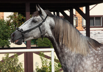 Dapple-grey Andalusian horse rest in the paddock on the farm