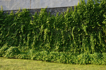 tall, huge and high gabion wall is overgrown with ivy some leaves are dark others new are light...