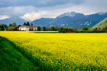 Fioritura della colza