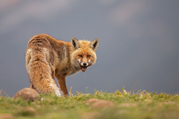 A red fox (Vulpes vulpes) hunting and eating in the Spanisch mountains.