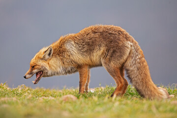 A red fox (Vulpes vulpes) hunting and eating in the Spanisch mountains.