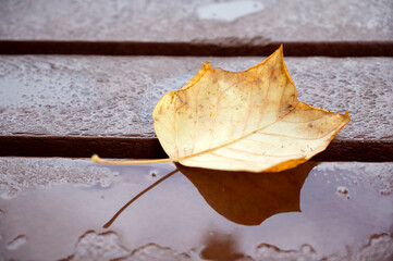 Naklejka premium Autumn yellow leaf on wet wooden background, natural scene, outdoor