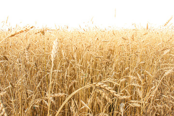 Golden ears of ripe wheat at the end of summer on field. Eco farming background. High-key lighting