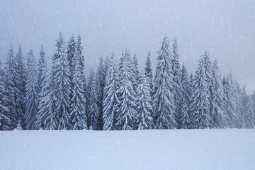 Fototapeta na wymiar Foggy landcscape on the cold winter morning. Snowfall in the forest. Pine trees in the snowdrifts. Snowy background. High mountain. Nature scenery. Location place the Carpathian, Ukraine, Europe.