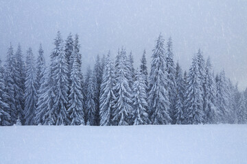 Fototapeta premium Foggy landcscape on the cold winter morning. Snowfall in the forest. Pine trees in the snowdrifts. Snowy background. High mountain. Nature scenery. Location place the Carpathian, Ukraine, Europe.