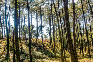 Fototapete bei efototapeten.de bestellen   