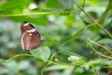 Fototapeta na wymiar Beautiful black Swallowtail butterfly on a green leafe against green background