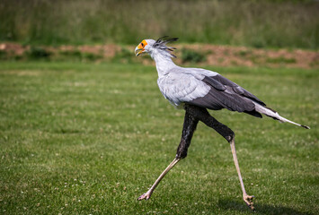 Close up of a strutting exotic secretary bird