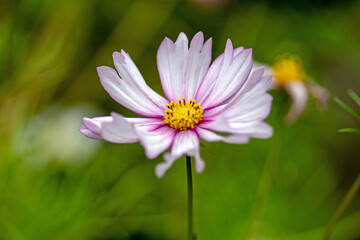 Kosmeenblüte