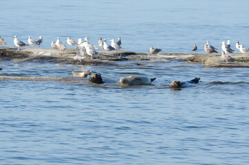sea lions on the sea off the coast of vancouver island in Canada