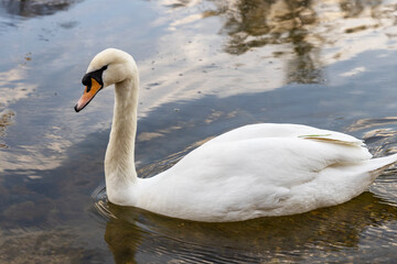 White swan on the pond.