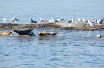 Fototapeta premium sea lions on the sea off the coast of vancouver island in Canada
