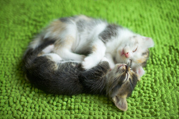 Cute adorable kittens hugging and sleeping on mat.Relaxing kitty.Baby cats napping.Colico pet cat domestic animal.Kitty nap.