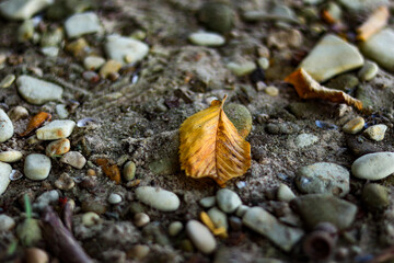 autumn leaves on the beach