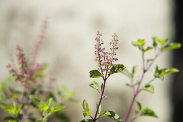 Holy Basil Flower, Purple Holy Basil Flower