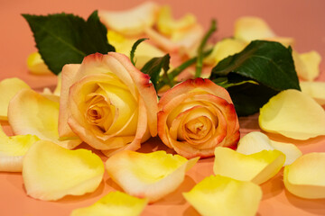 Pink-yellow open roses with water drops and petals on a pink background close-up