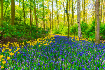Blue bellflowers Grape hyacinth and yellow tulips Keukenhof Netherlands.