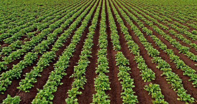 Drone shot of green potato plants at field