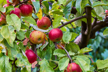 Autumn day. Rural garden. In the frame ripe red apples on a tree.