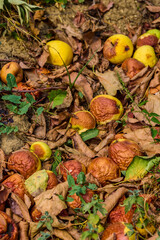 rotten apples on the ground (effects of drought)