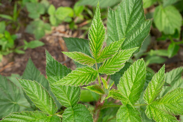 Spring gentle leaves and buds of European red raspberry Rubus idaeus . Green buds on a branch in...