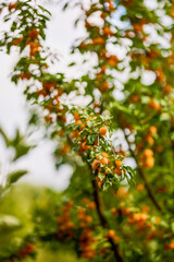 Yellow mirabelle plums ripening on the tree in a summer sunny day