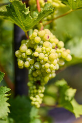 Close up of Grapes Hanging on Branch in Grapes Garden.