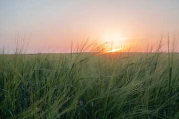 barley field in sunset time,Green ears of wheat close up