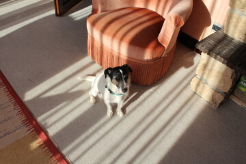 CHIEN ET RAYONS DE LUMIERE 2