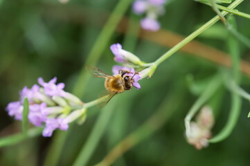 Closeup shot of a bumblebee on the plant with purple flowers against a green background
