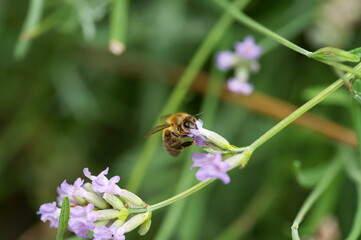 Closeup shot of a bumblebee on the plant with purple flowers against a green background