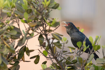 Asian Koel, Eudynamys scolopaceus Male calling, India