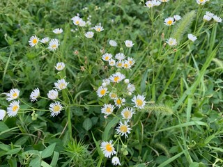 daisies in the grass