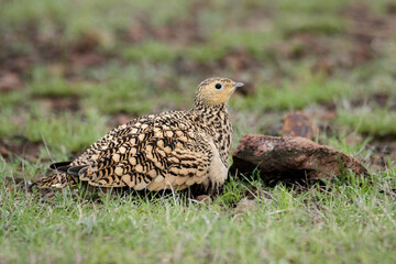 Chestnut-bellied Sandgrouse, Pterocles exustus, India, female.jpg