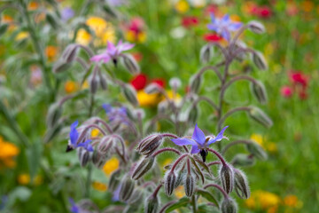 Variety of colourful wild flowers including edible borage growing in the garden at Hidcote Manor, near Hidcote Bartrim in the Cotswolds, Gloucestershire.