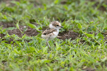 Little Ringed Plover, Charadrius dubius, young Chick.jpg