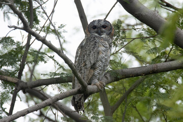 The mottled wood owl, Strix ocellata is a species of large owl found in India