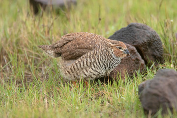 The rock bush quail found in parts of peninsular India.  Closeup with rain droplets on feathers. Perdicula argoondah